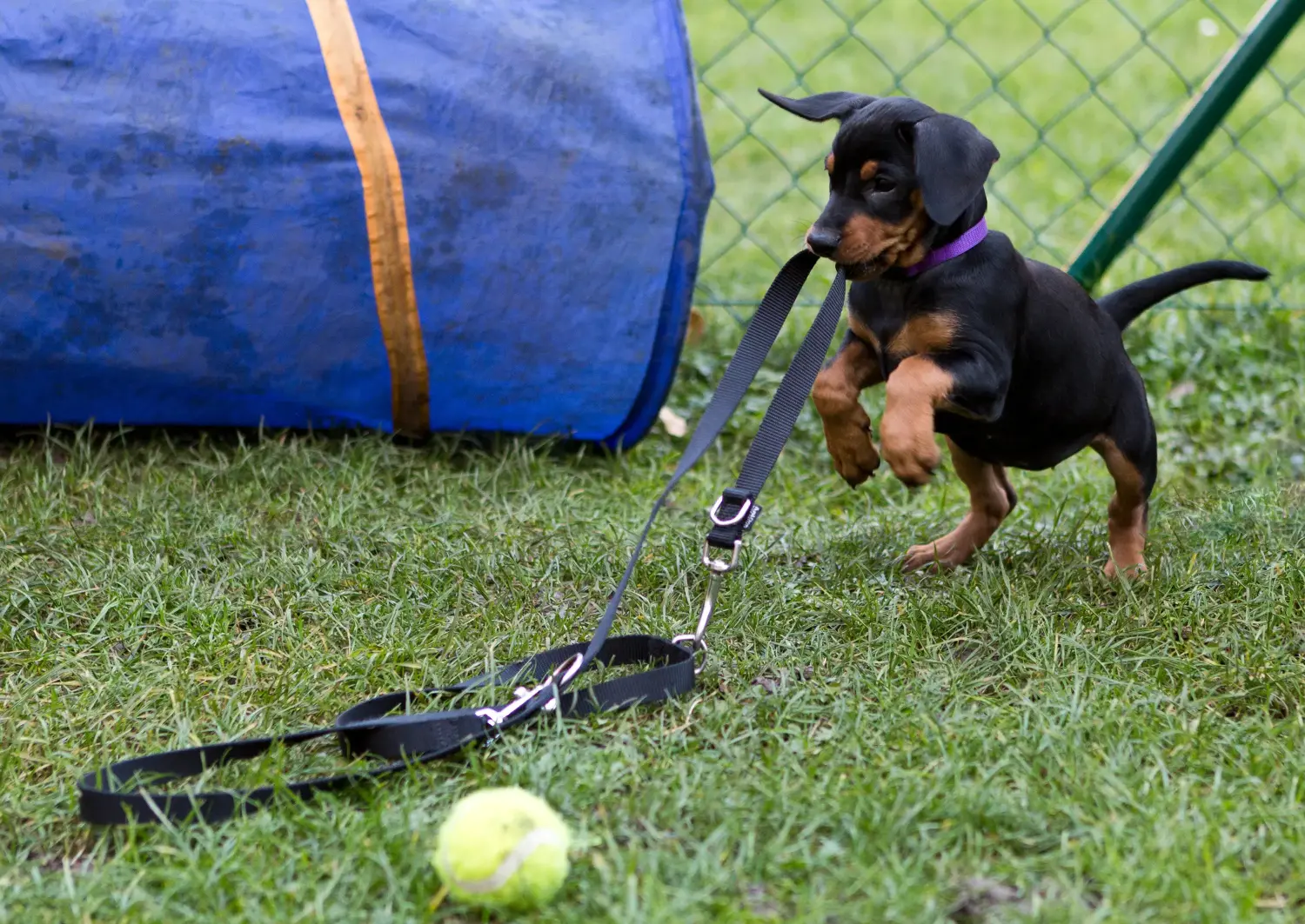 Buying a German Pinscher puppy means taking responsibility! Buy German Pinscher puppies.