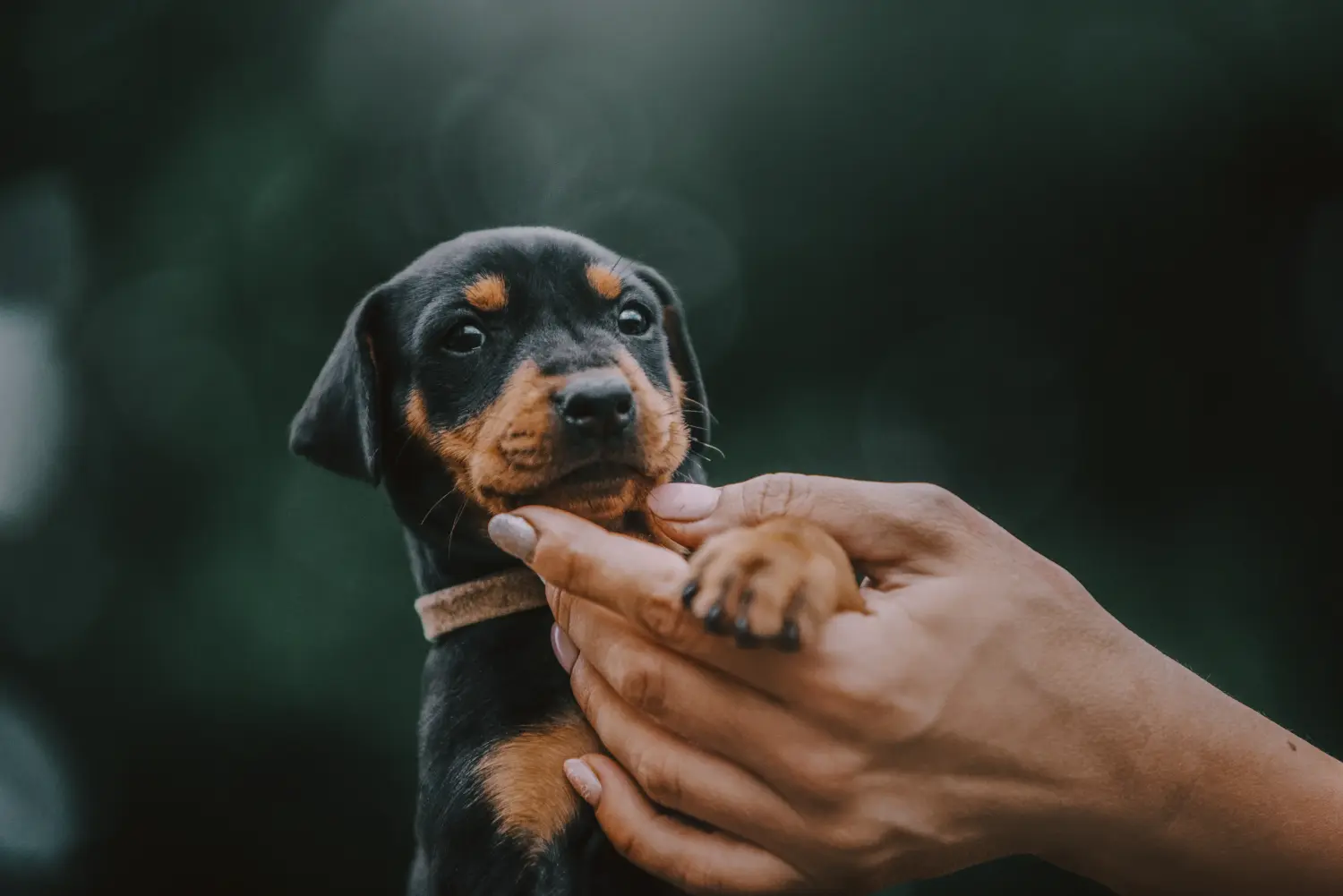 Buying a German Pinscher puppy means taking responsibility! Buy German Pinscher puppies.