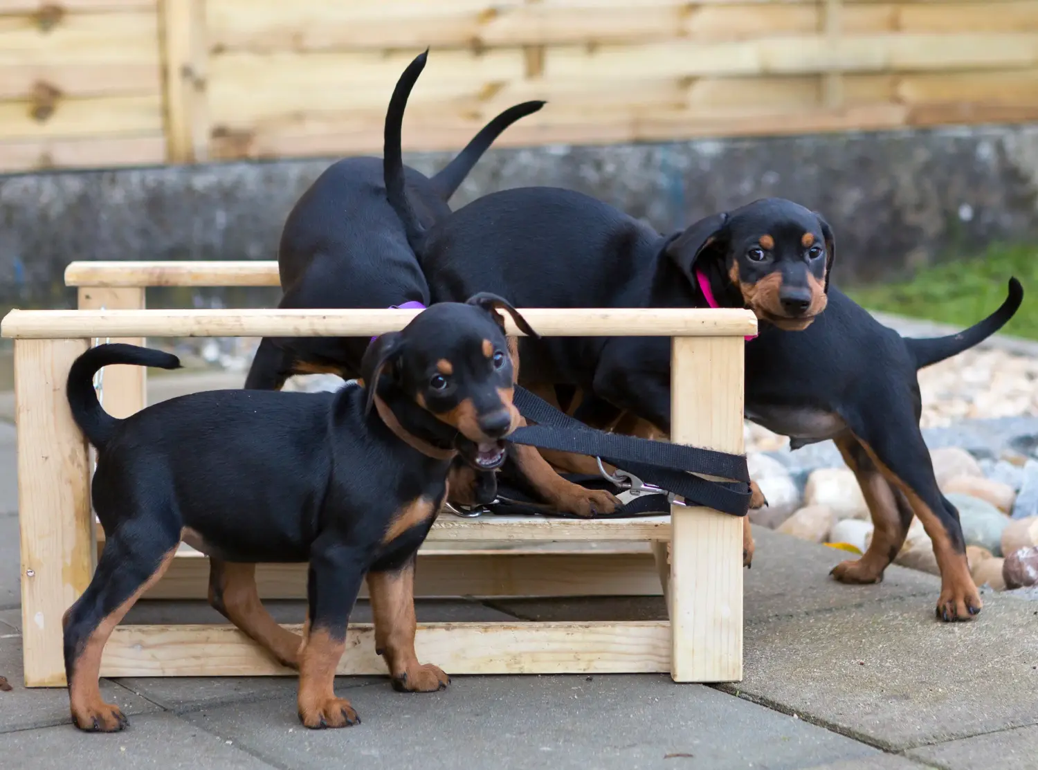Buying a German Pinscher puppy means taking responsibility! Buy German Pinscher puppies.