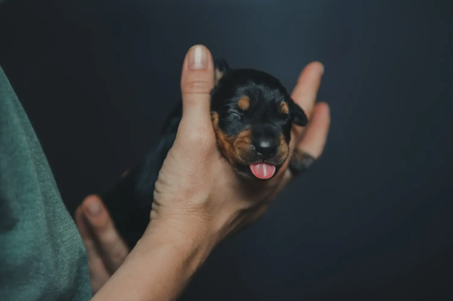 Buying a German Pinscher puppy means taking responsibility! Buy German Pinscher puppies.