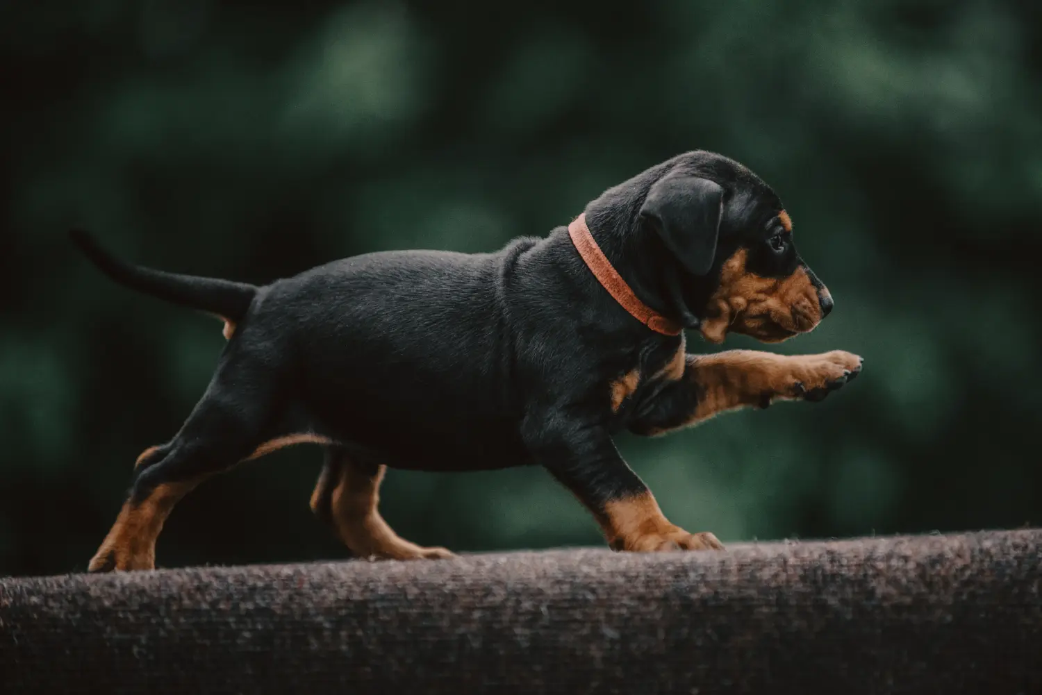 Buying a German Pinscher puppy means taking responsibility! Buy German Pinscher puppies.
