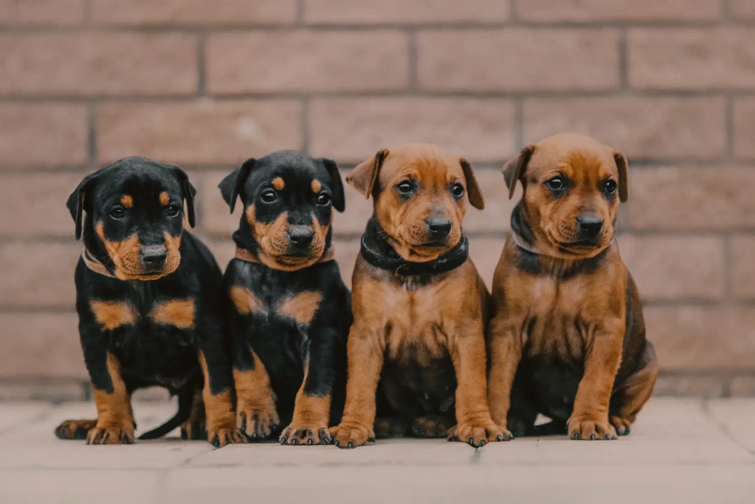 Buying a German Pinscher puppy means taking responsibility! Buy German Pinscher puppies.