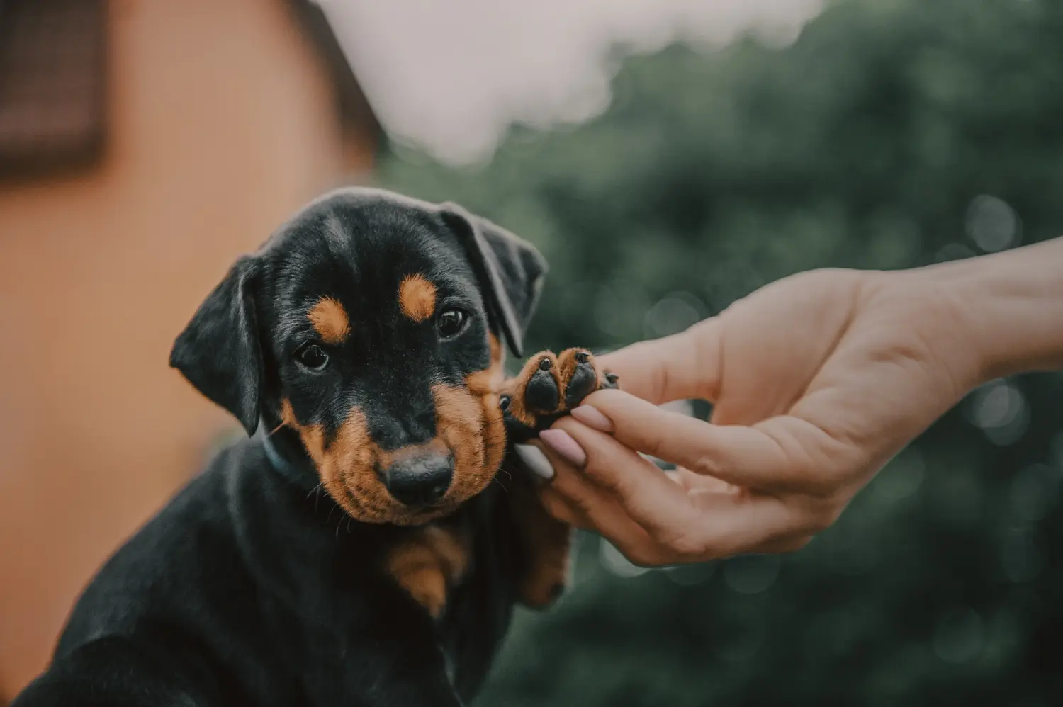 Buying a German Pinscher puppy means taking responsibility! Buy German Pinscher puppies.