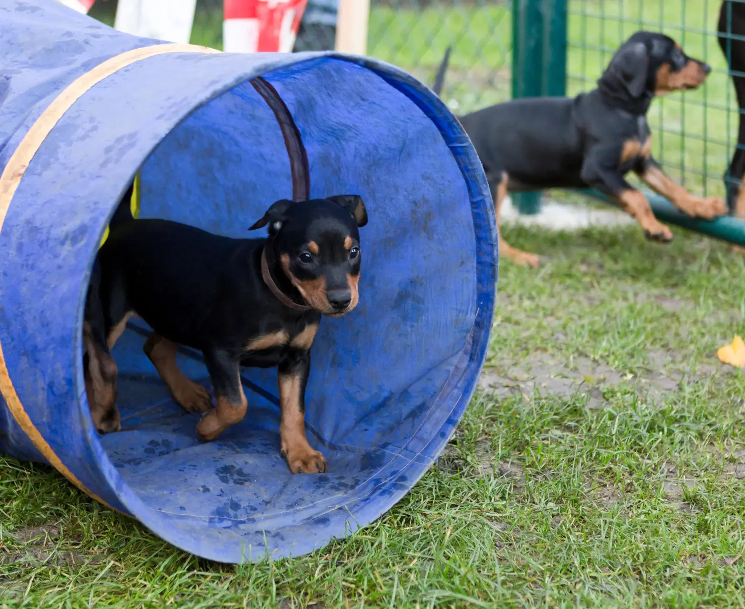 Buying a German Pinscher puppy means taking responsibility! Buy German Pinscher puppies.