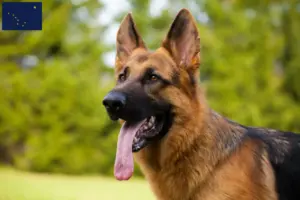 Read more about the article German Shepherd breeders and puppies in Alaska