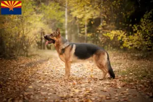 Read more about the article German Shepherd breeders and puppies in Arizona
