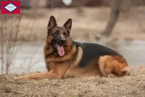 Read more about the article German Shepherd breeders and puppies in Arkansas