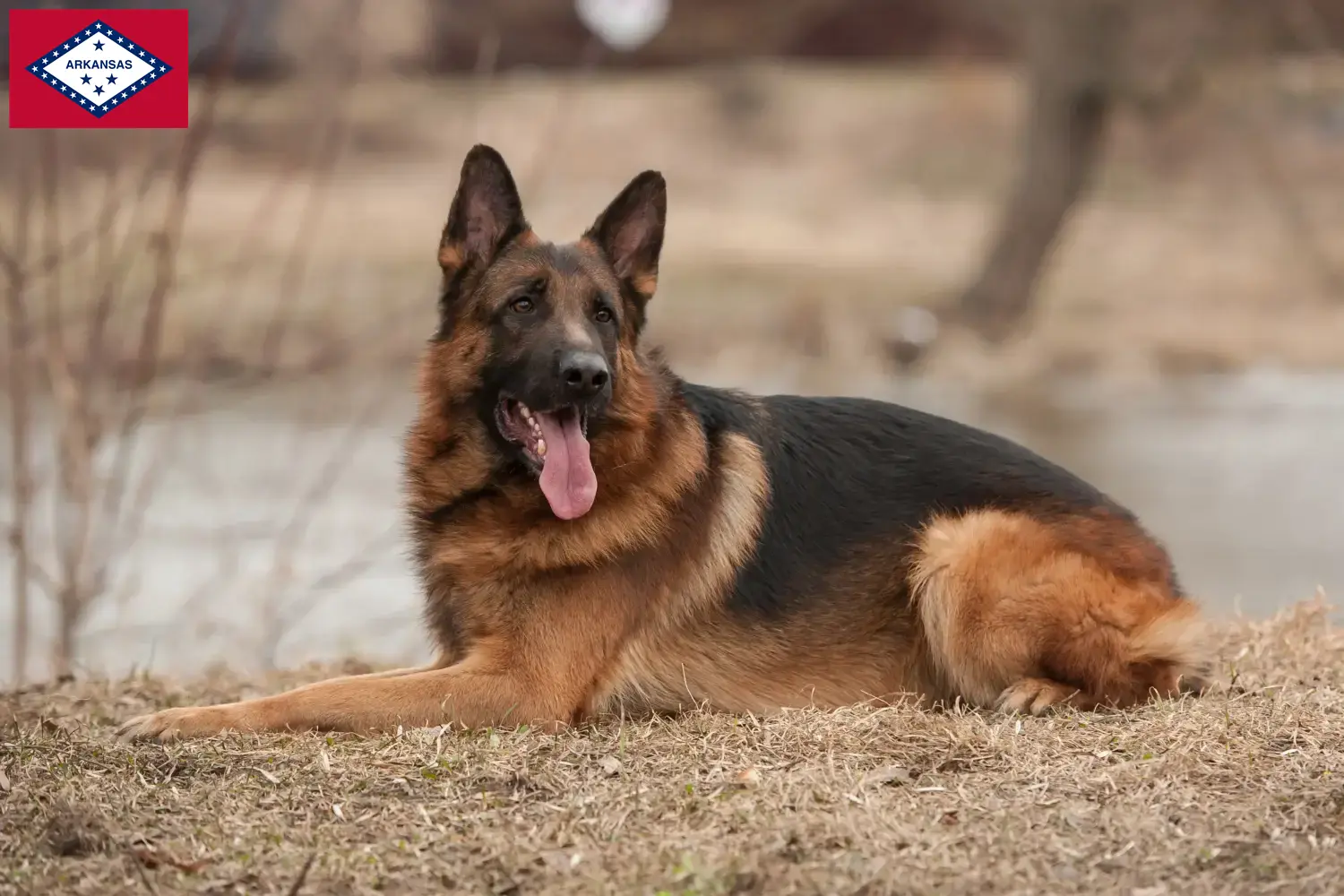 German Shepherd Puppies and Breeder Arkansas Find German Shepherd Dog breeders in Arkansas.