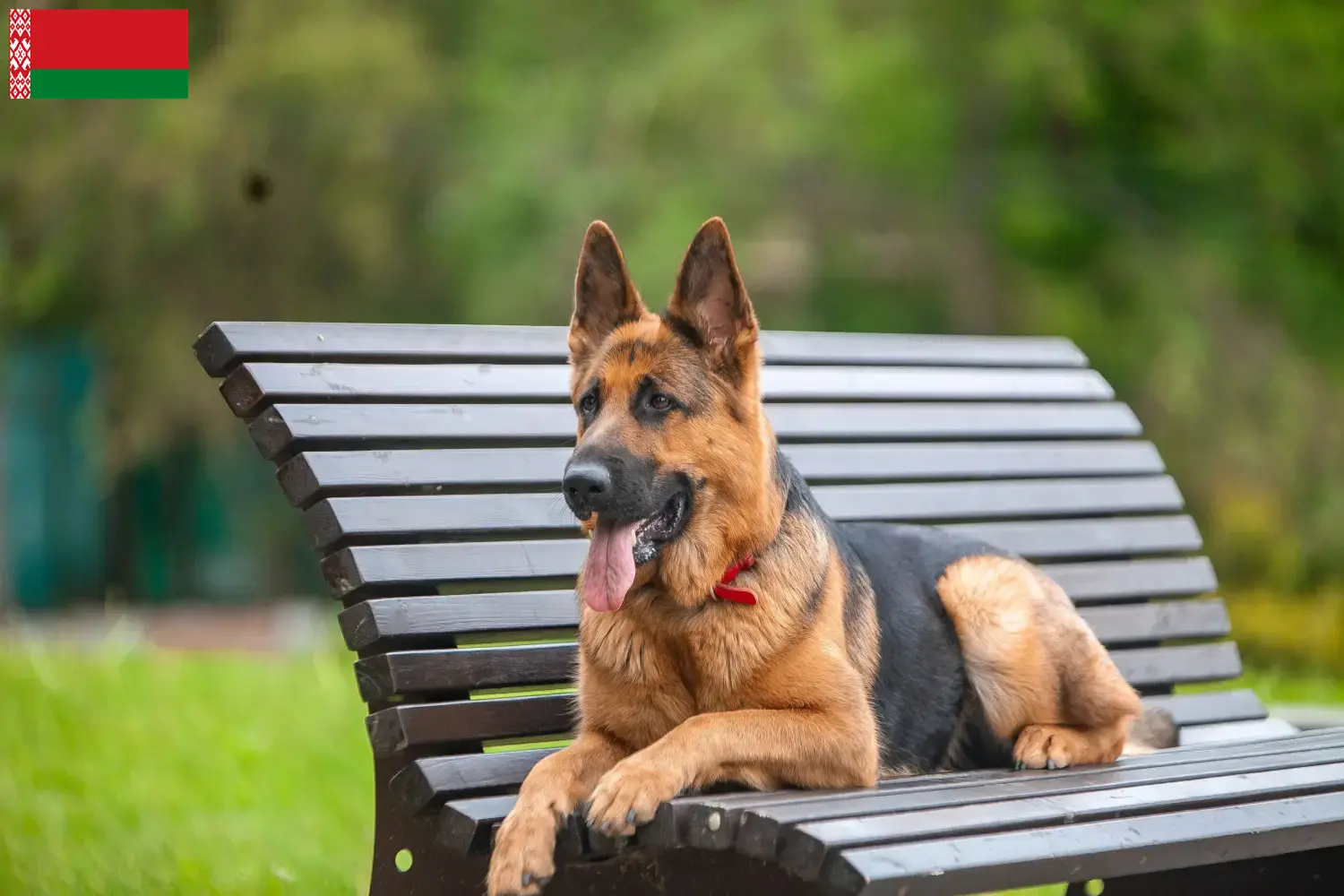German Shepherd Puppies and Breeder Belarus Here you can find German Shepherd Dog breeders in Belarus.