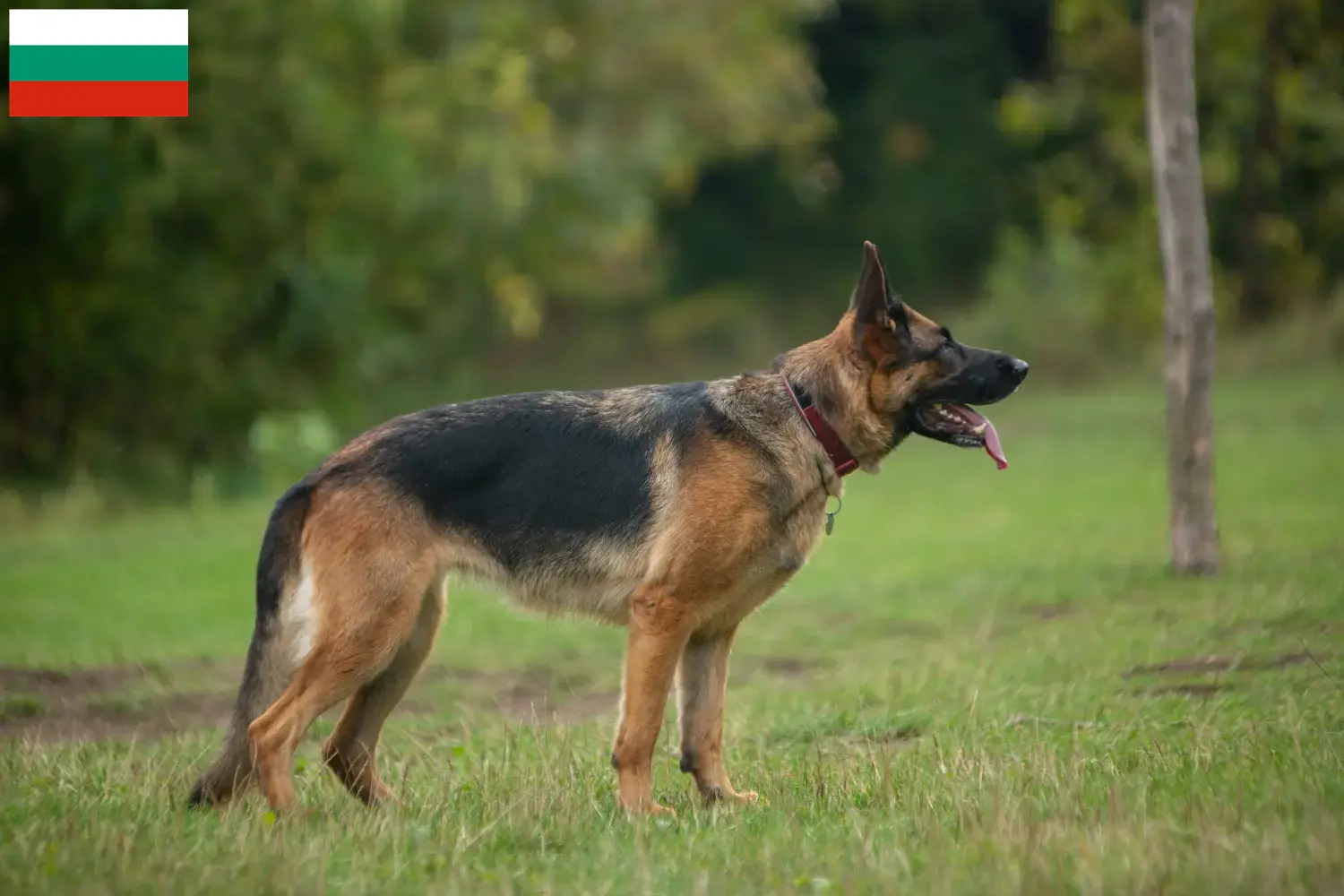 German Shepherd Puppies and Breeder Bulgaria Here you can find German Shepherd Dog breeders in Bulgaria.