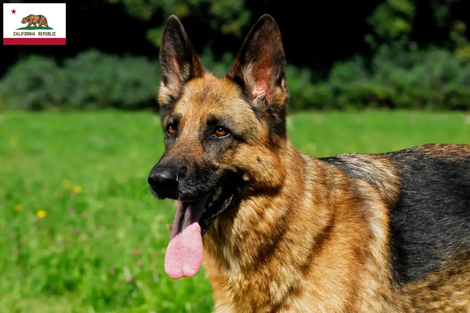 Read more about the article German Shepherd breeders and puppies in California