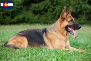Read more about the article German Shepherd breeders and puppies in Colorado