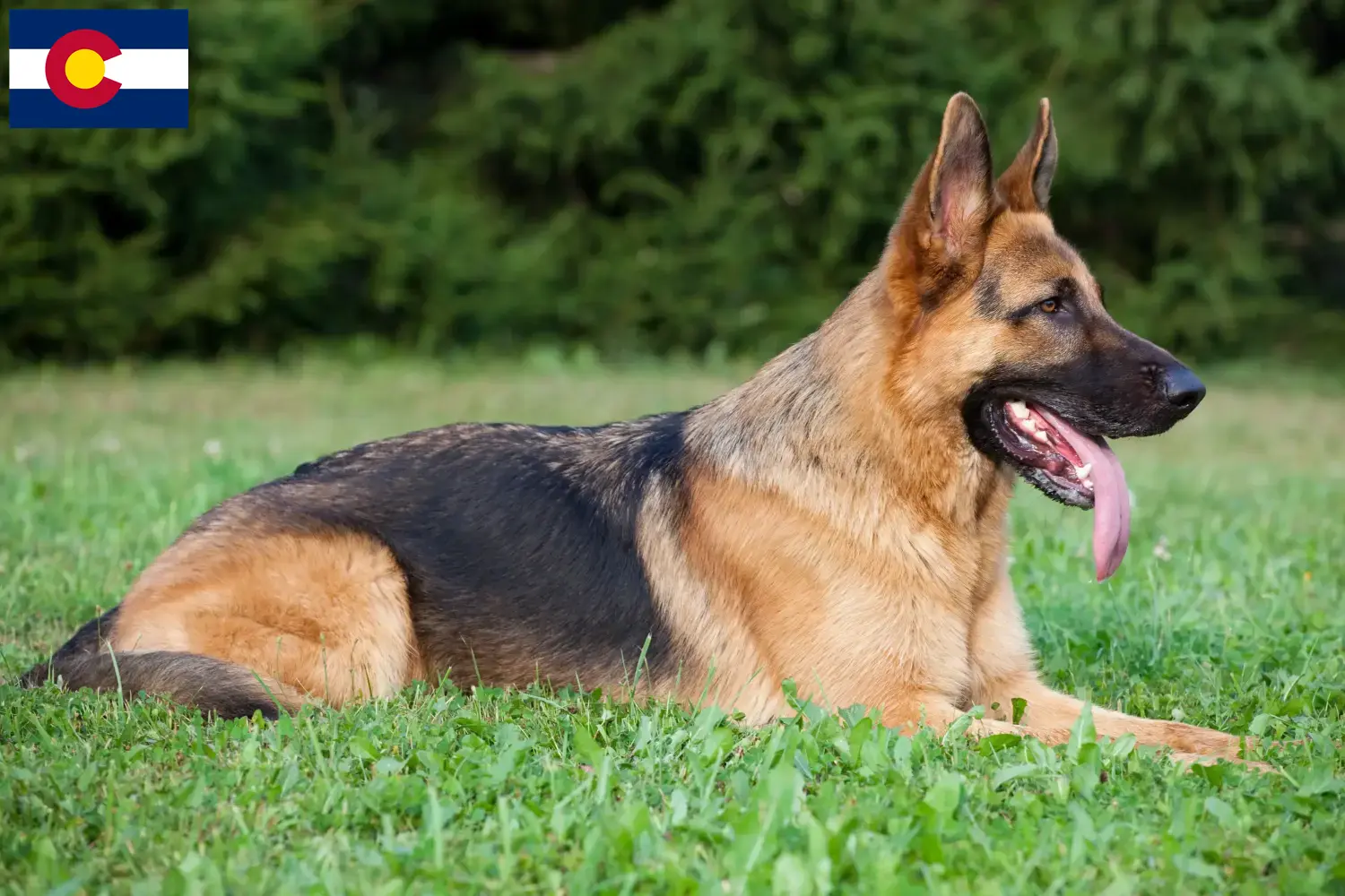 German Shepherd Puppies and Breeder Colorado Find German Shepherd Dog breeders in Colorado.