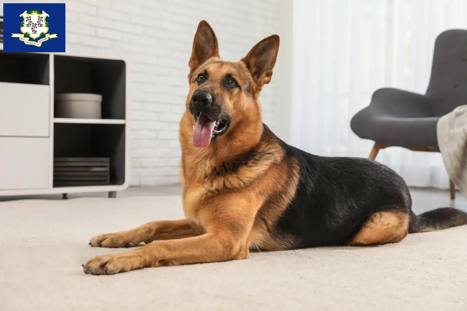 Read more about the article German Shepherd breeders and puppies in Connecticut