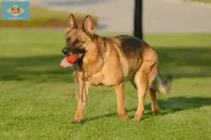 Read more about the article German Shepherd breeders and puppies in Delaware