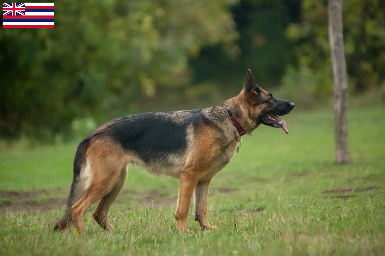 German Shepherd Puppies and Breeder Hawaii Find German Shepherd Dog breeders in Hawaii.