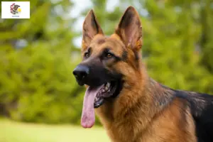 Read more about the article German Shepherd breeders and puppies in Illinois