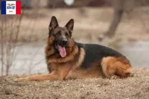 Read more about the article German Shepherd breeders and puppies in Iowa