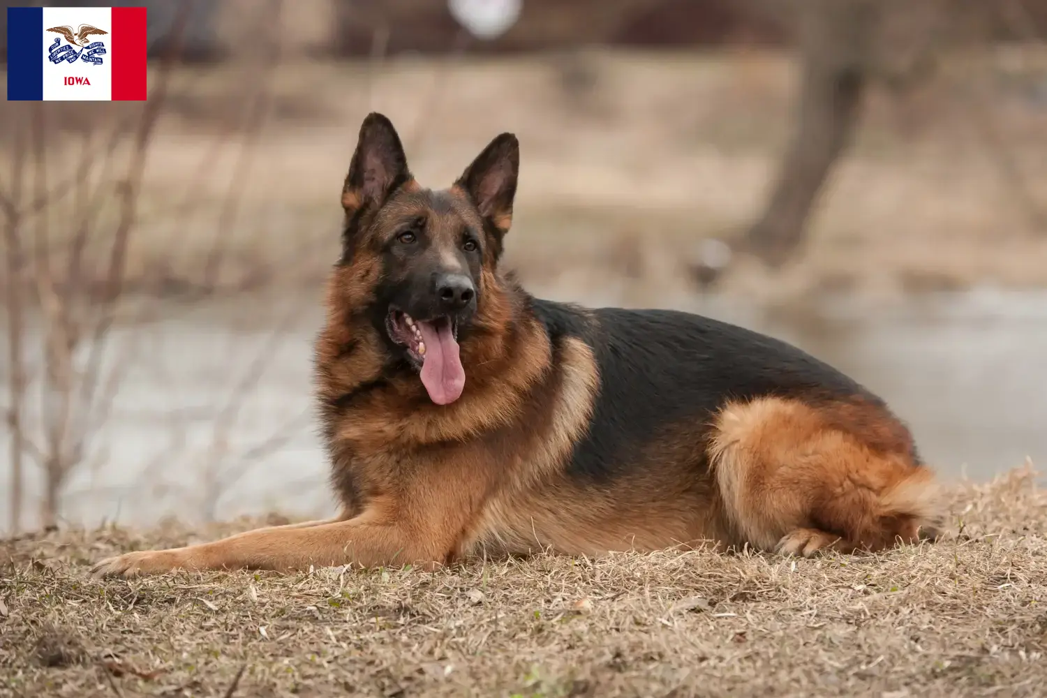 Read more about the article German Shepherd breeders and puppies in Iowa