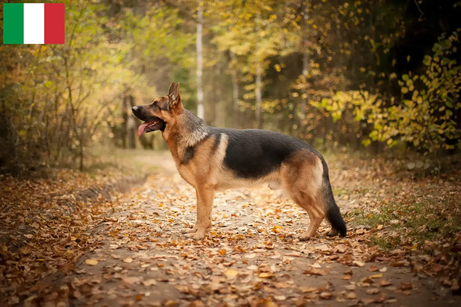 German Shepherd Puppies and Breeder Italy Here you can find German Shepherd Dog breeders in Italy.