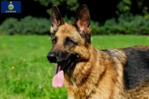 Read more about the article German Shepherd breeders and puppies in Kansas