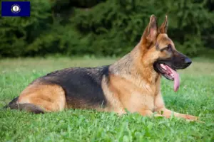 Read more about the article German Shepherd breeders and puppies in Kentucky