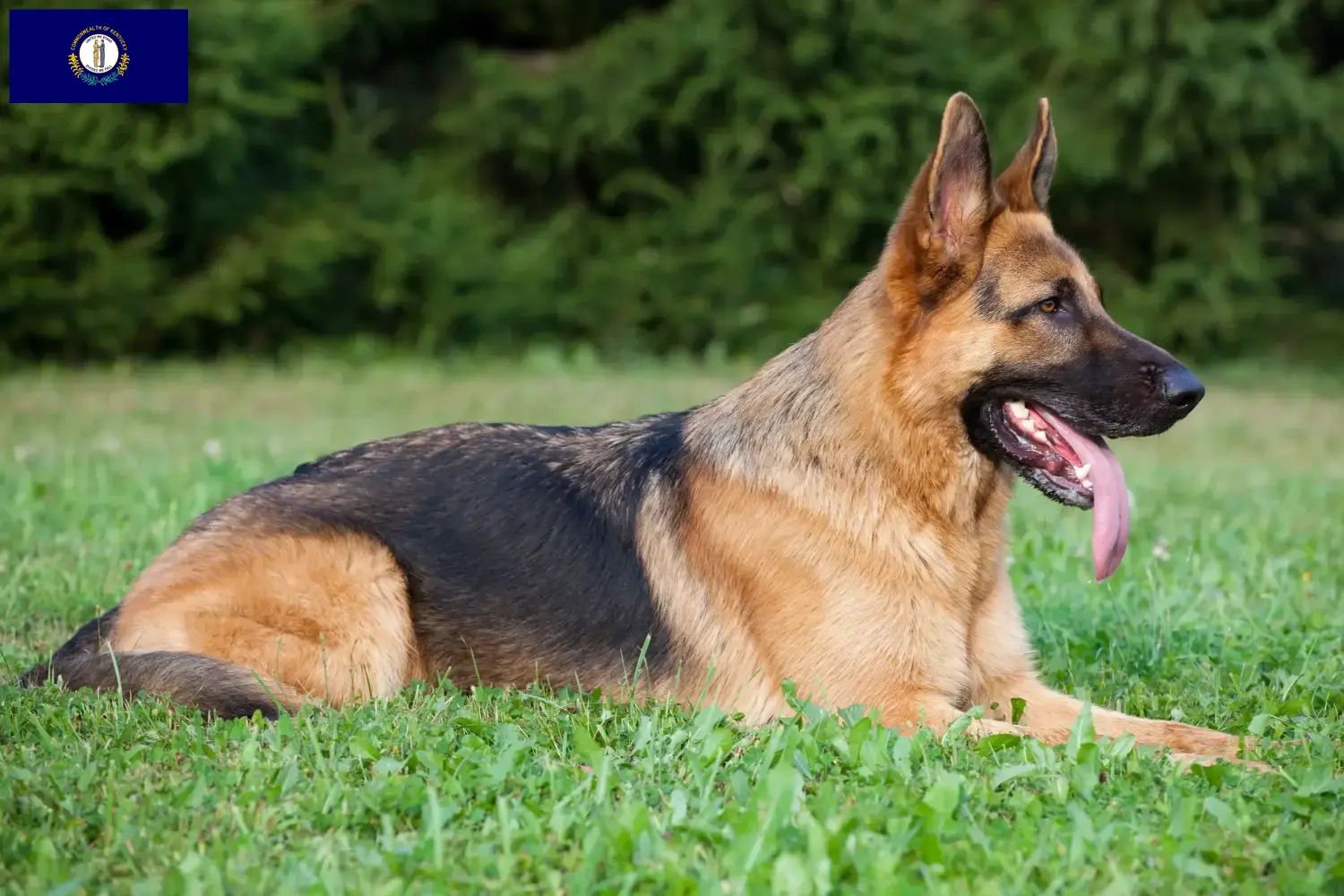 Read more about the article German Shepherd breeders and puppies in Kentucky