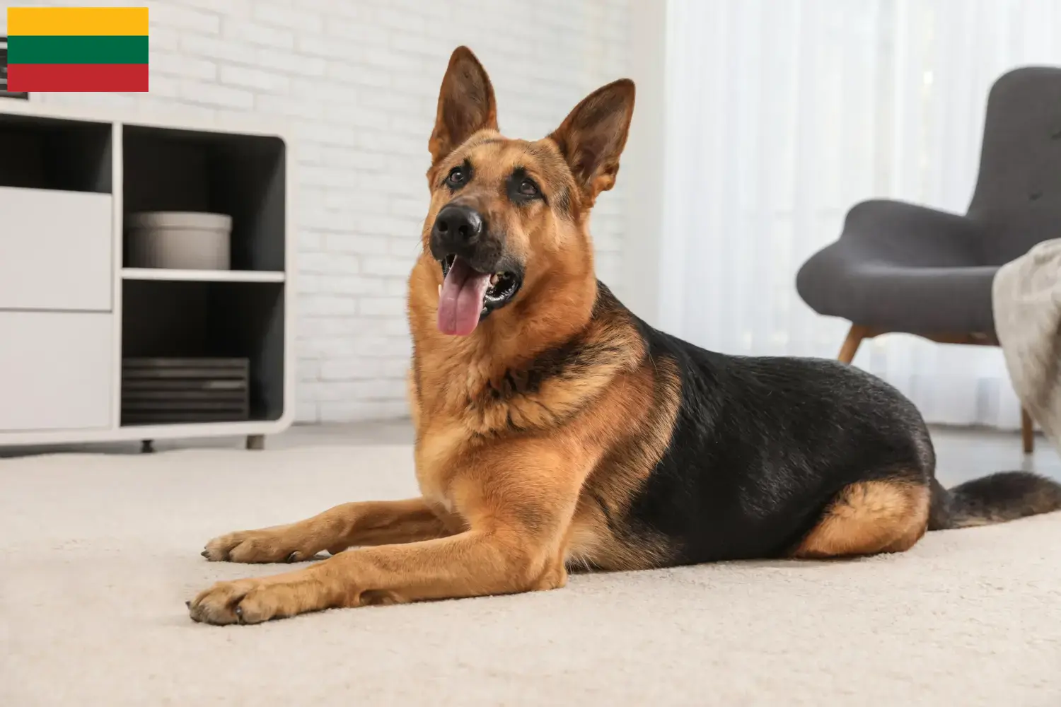 German Shepherd Puppies and Breeder Lithuania Here you can find German Shepherd Dog breeders in Lithuania.