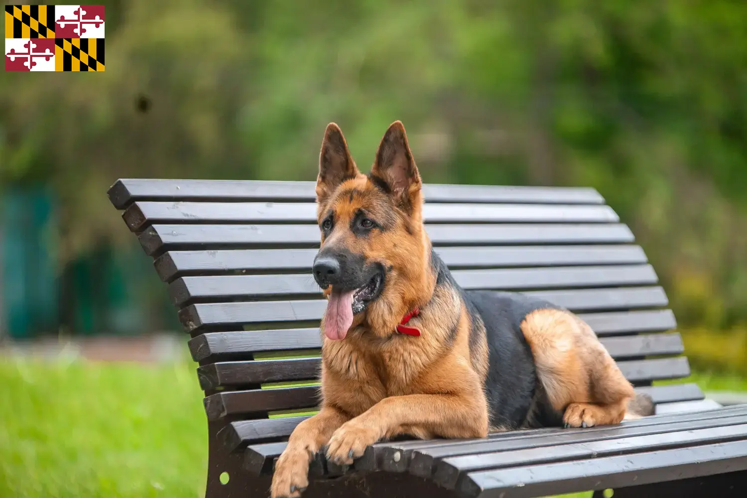 Read more about the article German Shepherd breeders and puppies in Maryland