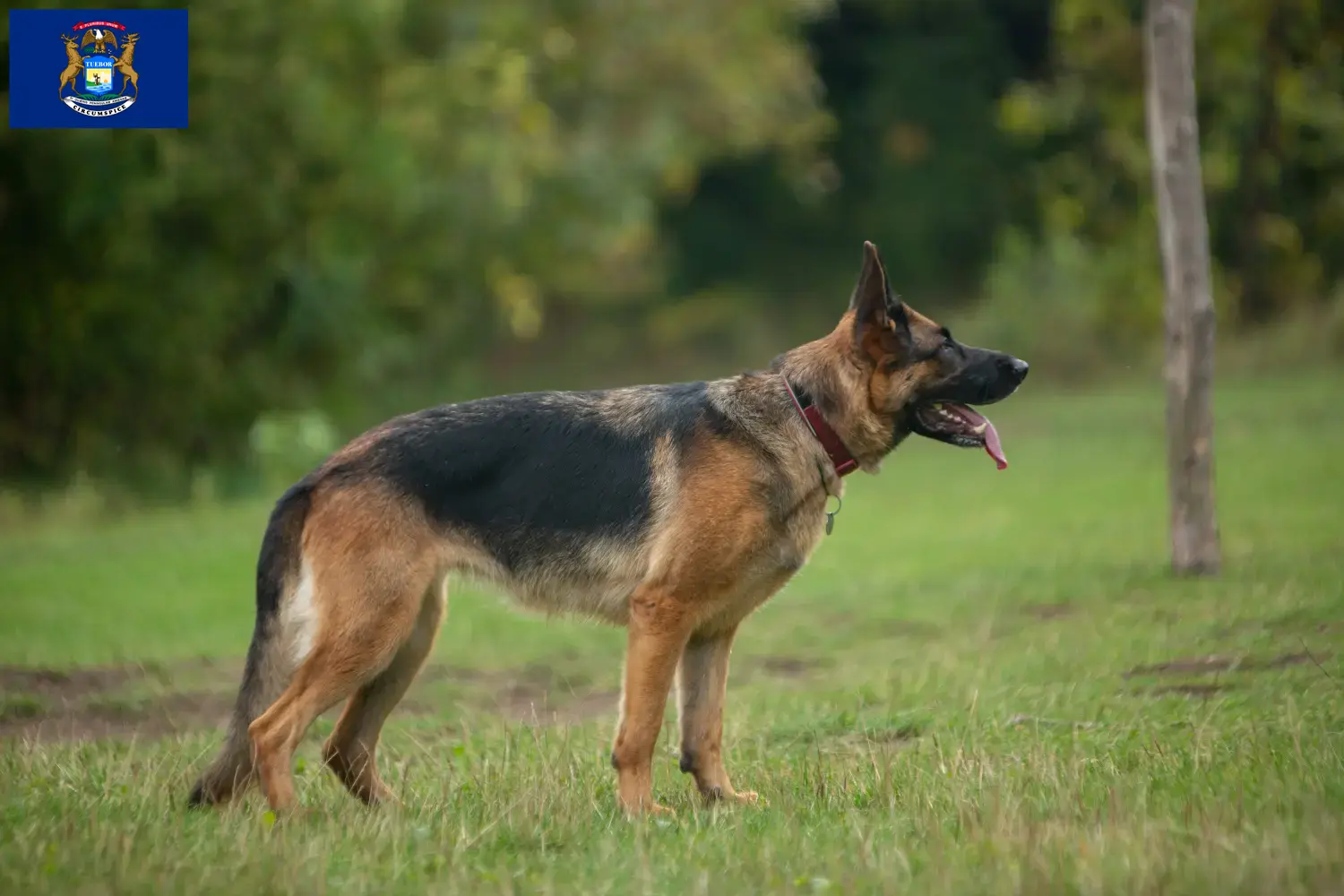 Read more about the article German Shepherd breeders and puppies in Michigan