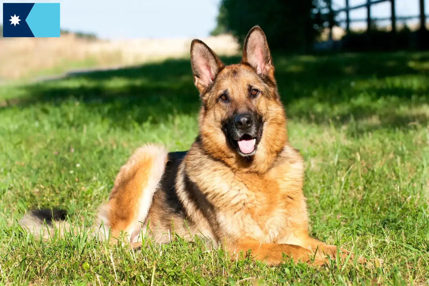 Read more about the article German Shepherd breeders and puppies in Minnesota