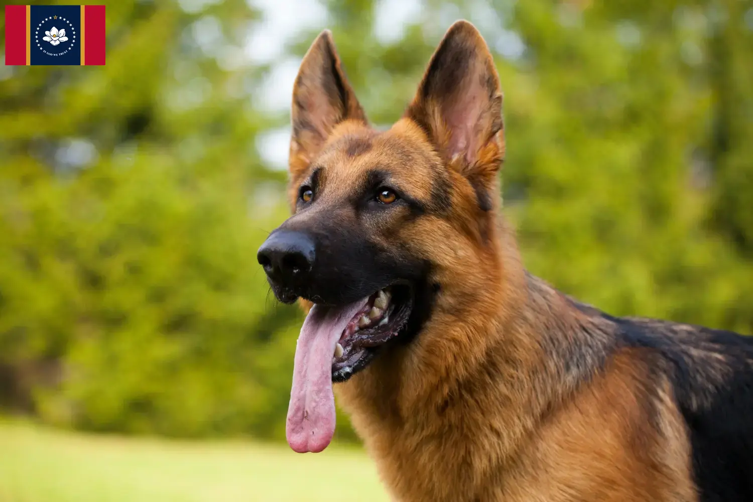 Read more about the article German Shepherd breeders and puppies in Mississippi