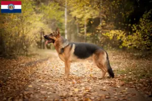 Read more about the article German Shepherd breeders and puppies in Missouri