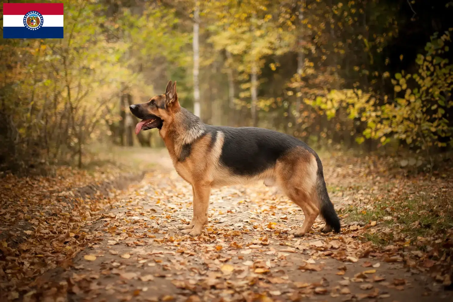 Read more about the article German Shepherd breeders and puppies in Missouri