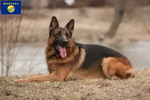 Read more about the article German Shepherd breeders and puppies in Montana