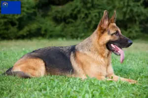 Read more about the article German Shepherd breeders and puppies in Nevada