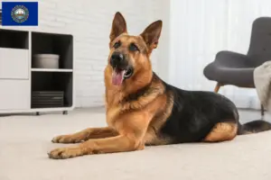 Read more about the article German Shepherd breeders and puppies in New Hampshire