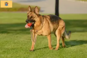 Read more about the article German Shepherd breeders and puppies in New Jersey