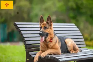 Read more about the article German Shepherd breeders and puppies in New Mexico