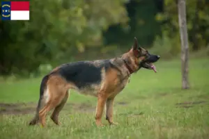 Read more about the article German Shepherd breeders and puppies in North Carolina