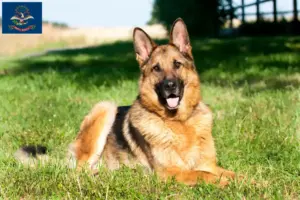 Read more about the article German Shepherd breeders and puppies in North Dakota