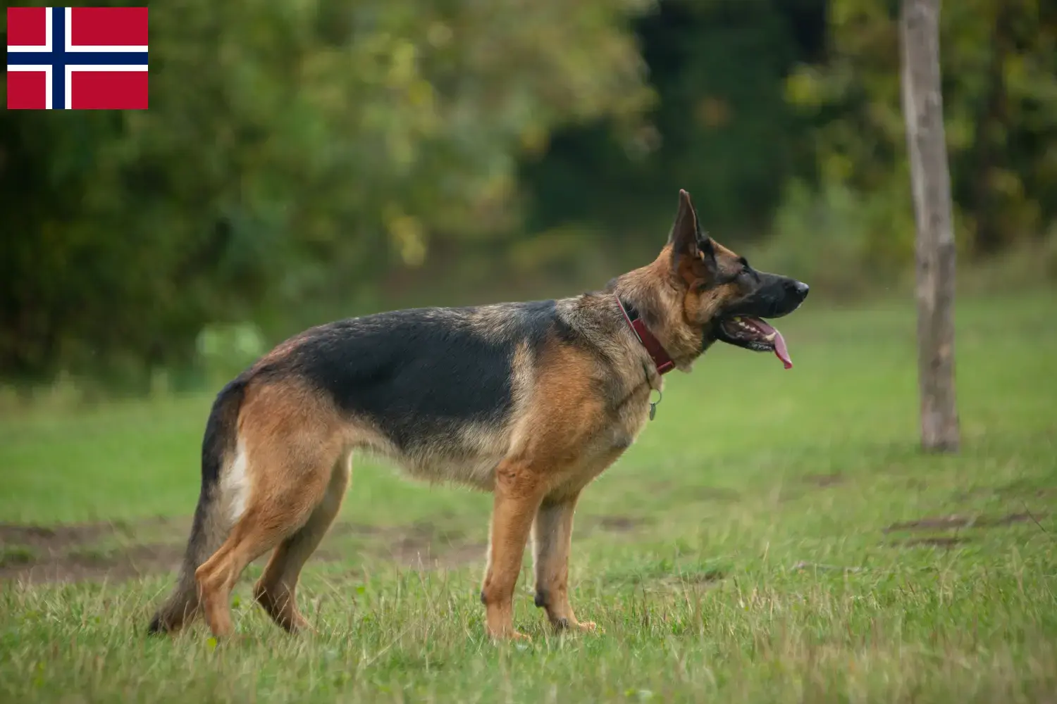 German Shepherd puppies and breeders Norway Here you can find German Shepherd Dog breeders in Norway.