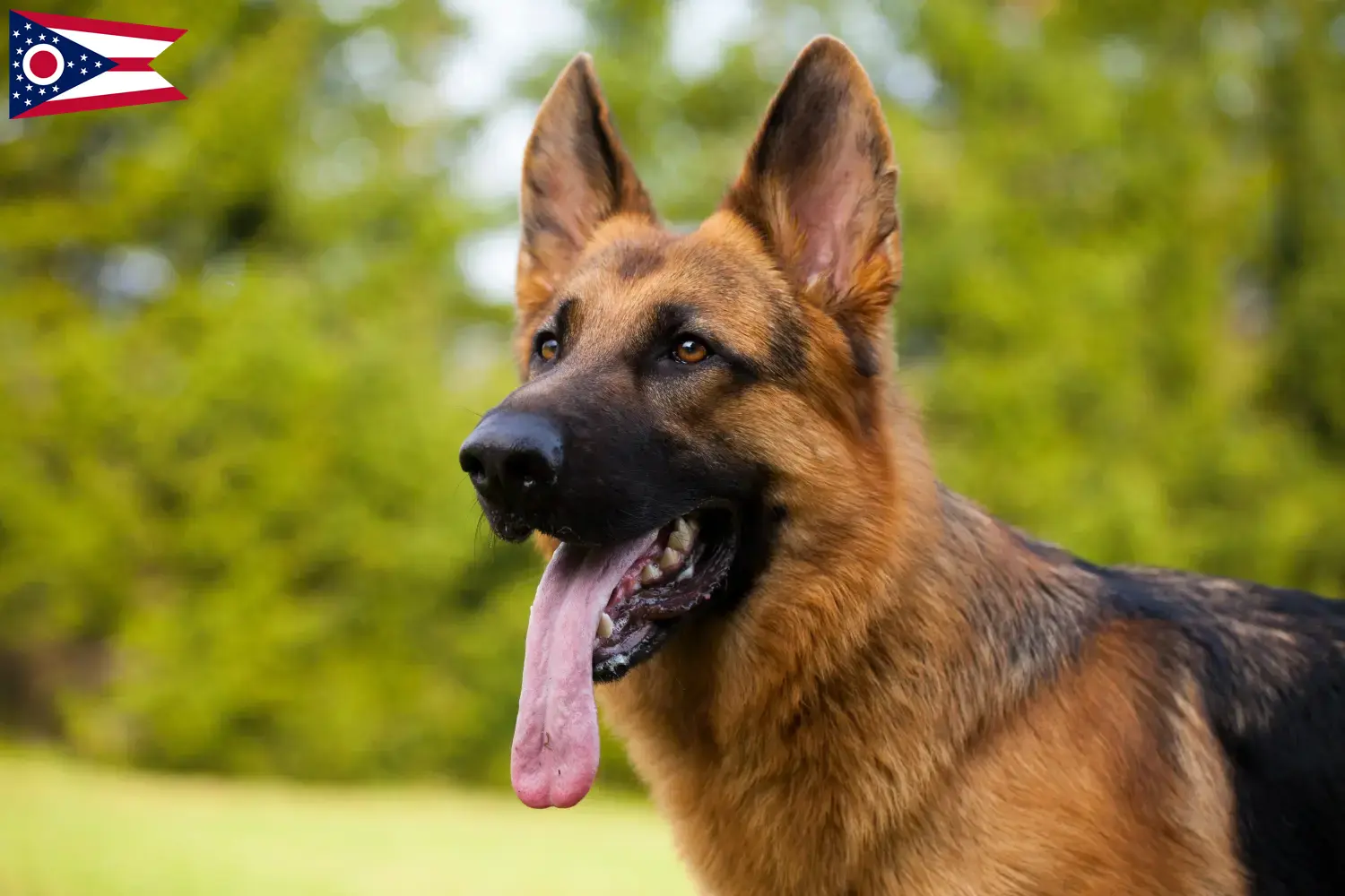 Read more about the article German Shepherd breeders and puppies in Ohio