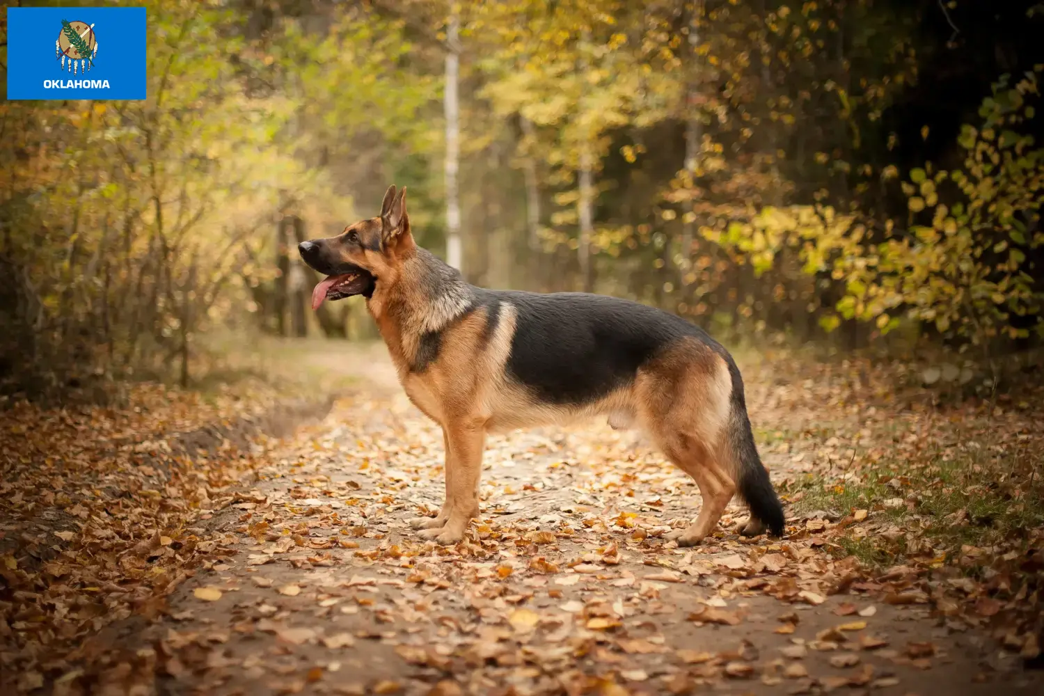 Read more about the article German Shepherd breeders and puppies in Oklahoma