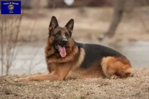 Read more about the article German Shepherd breeders and puppies in Oregon