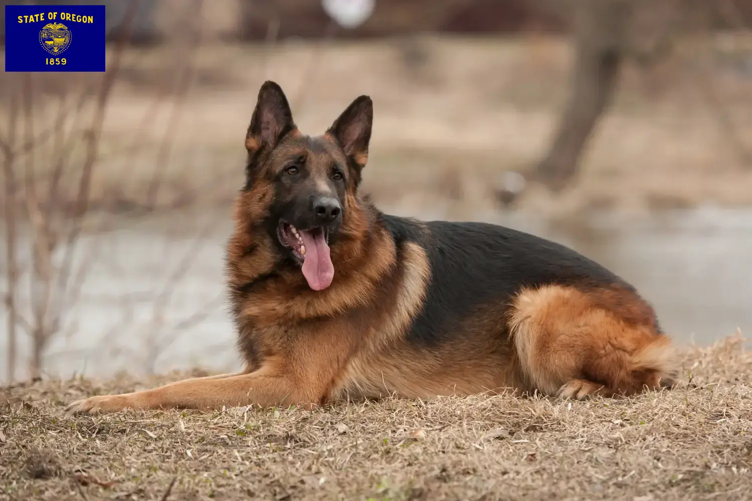 Read more about the article German Shepherd breeders and puppies in Oregon