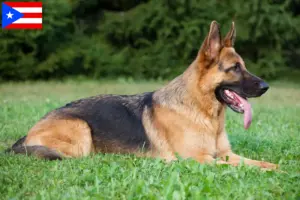 Read more about the article German Shepherd breeders and puppies in Puerto Rico