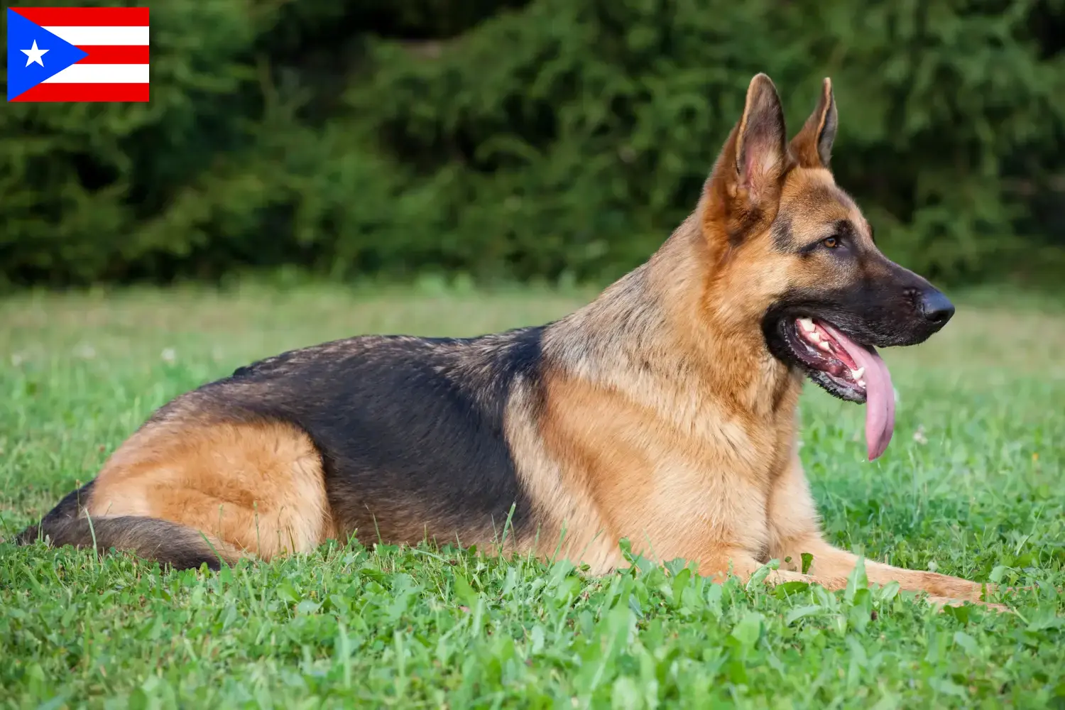 Read more about the article German Shepherd breeders and puppies in Puerto Rico