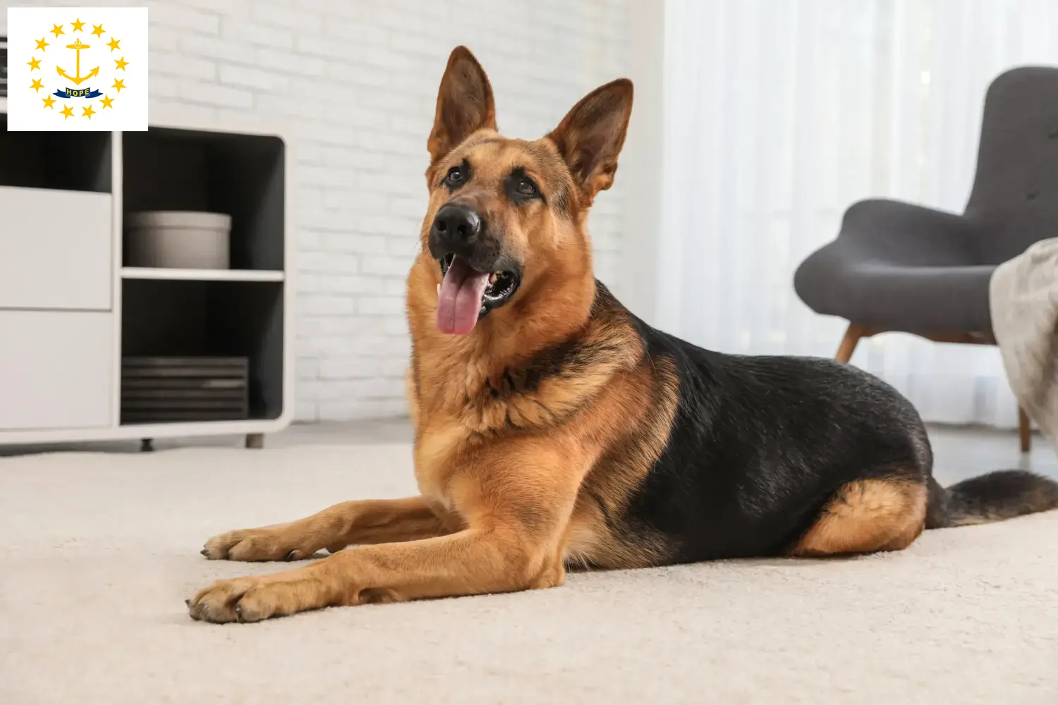 Read more about the article German Shepherd breeders and puppies in Rhode Island