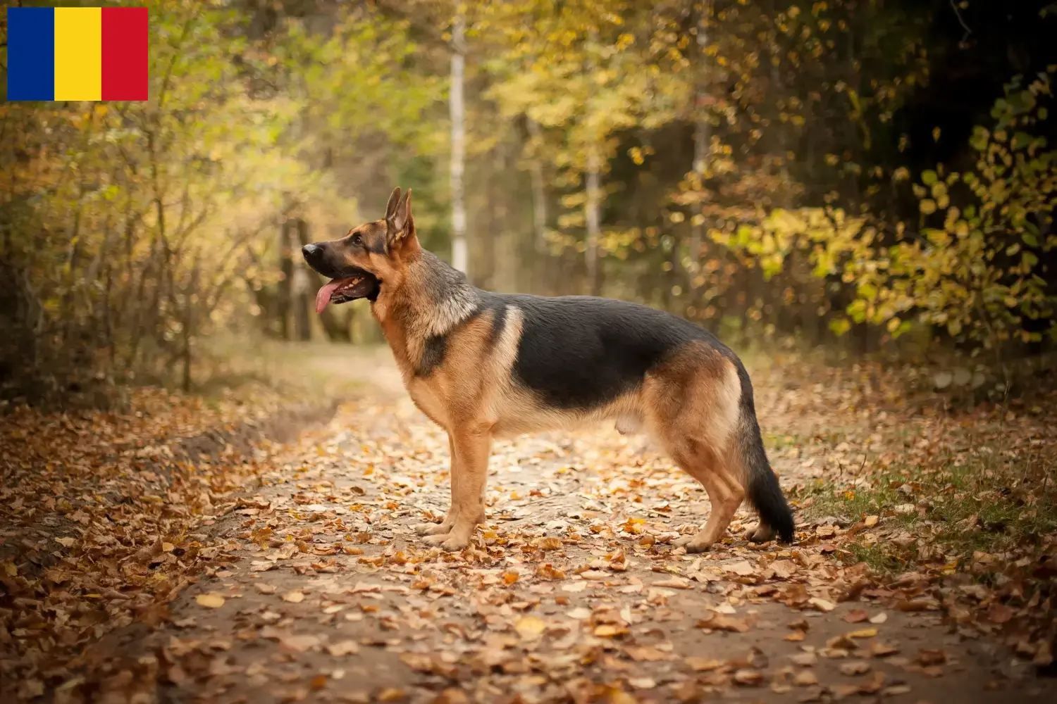 German Shepherd Puppies and Breeder Romania Here you can find German Shepherd Dog breeders in Romania.